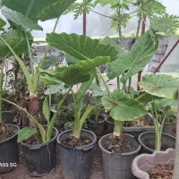 بابا آدم|گل و گیاه طبیعی|آستانه اشرفیه, |دیوار