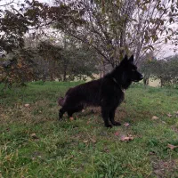 فروش سگ ژرمن بلک نر|سگ|رودسر, |دیوار