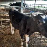 فروش ۳ راس گوساله