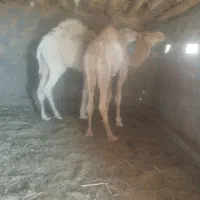 دو عدد بلبون جنس عرب|حیوانات مزرعه|چاهک, |دیوار