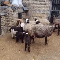 میش و بره|حیوانات مزرعه|الشتر, |دیوار