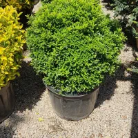 سوال داری چطور گل و گیاهتو نگهداری از من بپرس