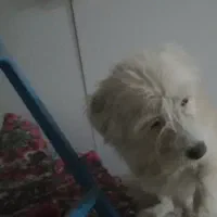 فروشی|سگ|جلفا, |دیوار