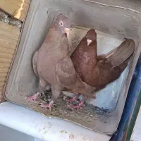 سرخ