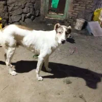 توله خراسانی