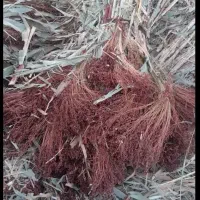 جارو دستی یا جارو شهری جارو مشهدی