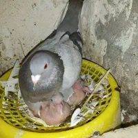 جفت سرور پلاکی با جوجه
