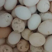 تخم مرغ محلی تازه