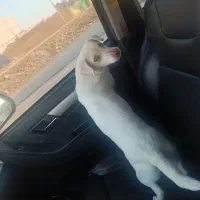 سگ اشپیتز پا کوتاه|سگ|بجنورد, |دیوار