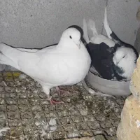 چند جفت کفتر پرشی|پرنده|اشنویه, |دیوار