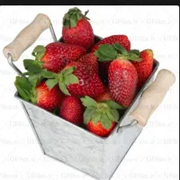 نهال توت فرنگی