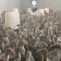 برنز بوربون