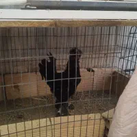 مرغ و خروس سلطان   و   مرغ برهما