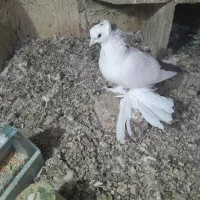 بوینی گولی فیلی پاپر مایا|پرنده|لاهیجان, انقلاب|دیوار