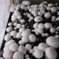 قارچ دکمه ای درجه یک قیمت توافقی