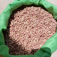 لوبیا چیتی لوبیا قرمز...