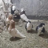 فروش ۳جفت کبوتر رنگه وتک وجوجه مرغ