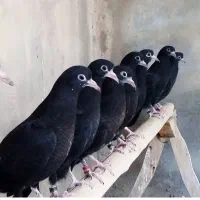 کبوتر سیاه رستاخیز تیپلر خارجی انگلیسی پاکستانی