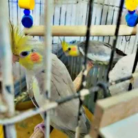 عروس هلندی بالغ تخم گذاشتن