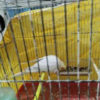 عروس هلندی مرغ عشق فنچ|پرنده|مشهد, همت آباد|دیوار