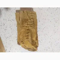 فسیل تنه درخت