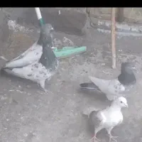 کبوتر کله دم سبز