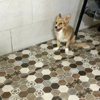 پامر|سگ|اهواز, کوی علوی|دیوار