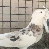 کبوتر سرور