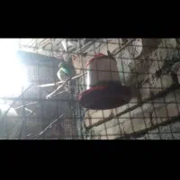 سلام یک جفت مرغ عشق معاوضه بافنچ
