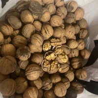 گردو پرچرب
