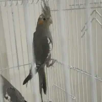 دو عدد عروس هلندی