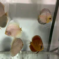 ماهی دیسکس سالم و نژاد دار|ماهی|تهران, باغ فیض|دیوار