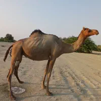 فروشی|حیوانات مزرعه|میناب, |دیوار