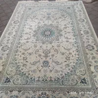 قالی 6متری