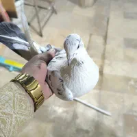 دوتا کفتر پرشی