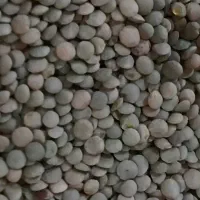 عدس بوجاری امسال