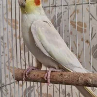 دو عدد عردس هلندی نر اواز خوان و سخنگو