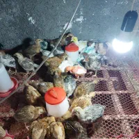 جوجه های ۴۵ روزه،۳ هفته،۲ هفته،۱ هفته ای