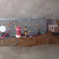 طوطی|پرنده|خاش, |دیوار