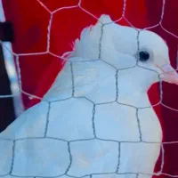 کاکل ماده طلا