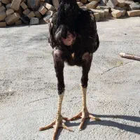 جوجه مرغ وخروس،لاری اصل