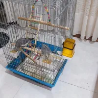 یک جفت عروس هلندی سلامت باقفس