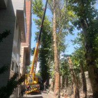 هرس قطع درخت برش درخت هرس خریدار چوب