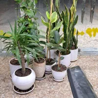 یوکا تنه دار،سانسوریا،فیکوس،پتوس قیم دار|گل و گیاه طبیعی|اهواز, کیانشهر|دیوار