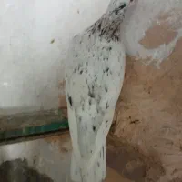 کفتر هفت رنگ نر تیکه دار|پرنده|سبزوار, قصبه شرقی|دیوار