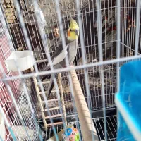 عروس هلندی سخنگو