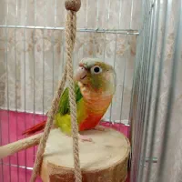 طوطی گرینچیک