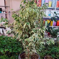 واگذاری گلخانه،گلفروشی|گل و گیاه طبیعی|مرودشت, فاز دوم شهرک فرهنگیان|دیوار