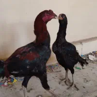خروس ومرغ لاری