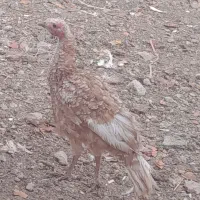 بوقلمون|حیوانات مزرعه|شهرکرد, |دیوار